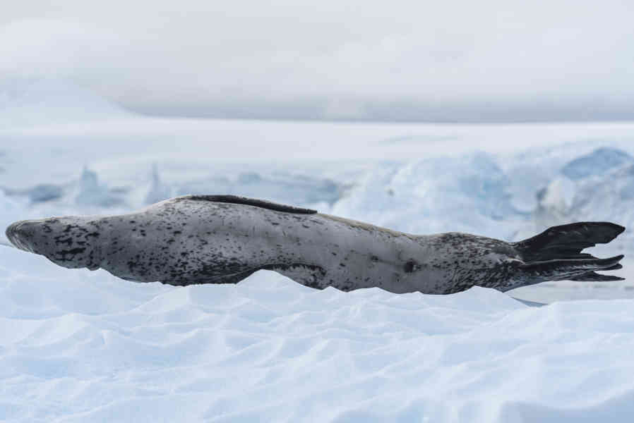 Foca Leopardo - Antártida 05.jpg